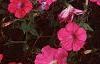 Petunia 'Celebrity Hot Pink', flowers