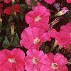 Petunia 'Celebrity Hot Pink', flowers