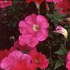 Petunia 'Celebrity Hot Pink', flowers