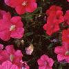 Petunia 'Celebrity Hot Pink', flowers