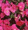 Petunia 'Celebrity Hot Pink', flowers