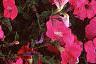 Petunia 'Celebrity Hot Pink', flowers