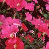 Petunia 'Celebrity Hot Pink', flowers