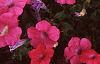 Petunia 'Celebrity Hot Pink', flowers