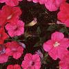 Petunia 'Celebrity Hot Pink', flowers