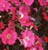 Petunia 'Celebrity Hot Pink', flowers
