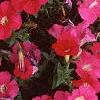 Petunia 'Celebrity Hot Pink', flowers