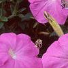 Petunia 'Carpet Lilac', flowers
