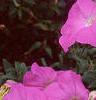 Petunia 'Carpet Lilac', flowers