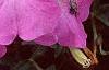 Petunia 'Carpet Lilac', flowers