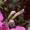 Petunia 'Carpet Lilac', flowers