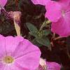Petunia 'Carpet Lilac', flowers