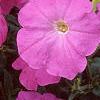 Petunia 'Carpet Lilac', flowers
