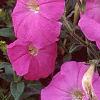 Petunia 'Carpet Lilac', flowers