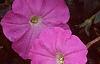Petunia 'Carpet Lilac', flowers