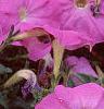 Petunia 'Carpet Lilac', flowers