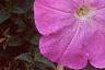 Petunia 'Carpet Lilac', flowers