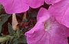 Petunia 'Carpet Lilac', flowers