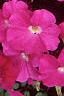Petunia 'Celebrity Neon', flowers