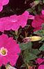 Petunia 'Celebrity Neon', flowers