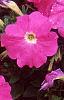 Petunia 'Celebrity Neon', flowers