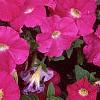 Petunia 'Celebrity Neon', flowers