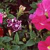 Petunia 'Celebrity Neon', flowers