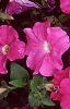 Petunia 'Celebrity Neon', flowers