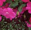 Petunia 'Celebrity Neon', flowers