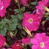 Petunia 'Celebrity Neon', flowers