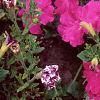 Petunia 'Celebrity Neon', flowers