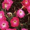 Petunia 'Celebrity Pink Morn', flowers