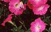 Petunia 'Celebrity Pink Morn', flowers