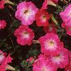 Petunia 'Celebrity Pink Morn', flowers