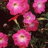 Petunia 'Celebrity Pink Morn', flowers