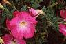 Petunia 'Celebrity Pink Morn', flowers