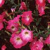 Petunia 'Celebrity Pink Morn', flowers