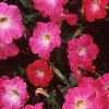 Petunia 'Celebrity Pink Morn', flowers