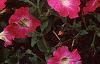 Petunia 'Celebrity Pink Morn', flowers