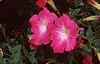 Petunia 'Celebrity Pink Morn', flowers