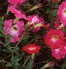 Petunia 'Celebrity Pink Morn', flowers
