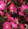 Petunia 'Celebrity Pink Morn', flowers