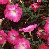 Petunia 'Celebrity Pink Morn', flowers