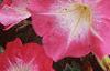 Petunia 'Celebrity Red Morn', flowers