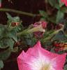 Petunia 'Celebrity Red Morn', flowers