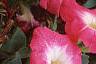 Petunia 'Celebrity Red Morn', flowers