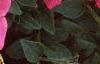 Petunia 'Celebrity Red Morn', flowers
