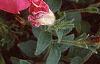Petunia 'Celebrity Red Morn', flowers