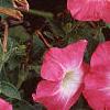 Petunia 'Celebrity Red Morn', flowers