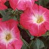 Petunia 'Celebrity Red Morn', flowers